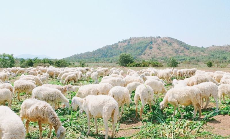Tour du lịch Long Hải