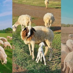 Tour du lịch Hồ Tràm 2 ngày 1 đêm