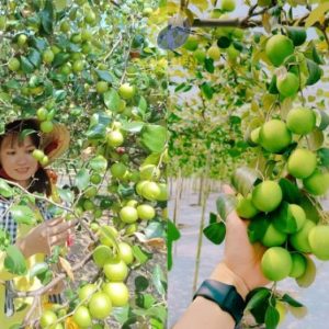 Biển Tân Thành Gò Công